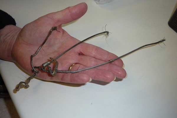 snared_badger_02